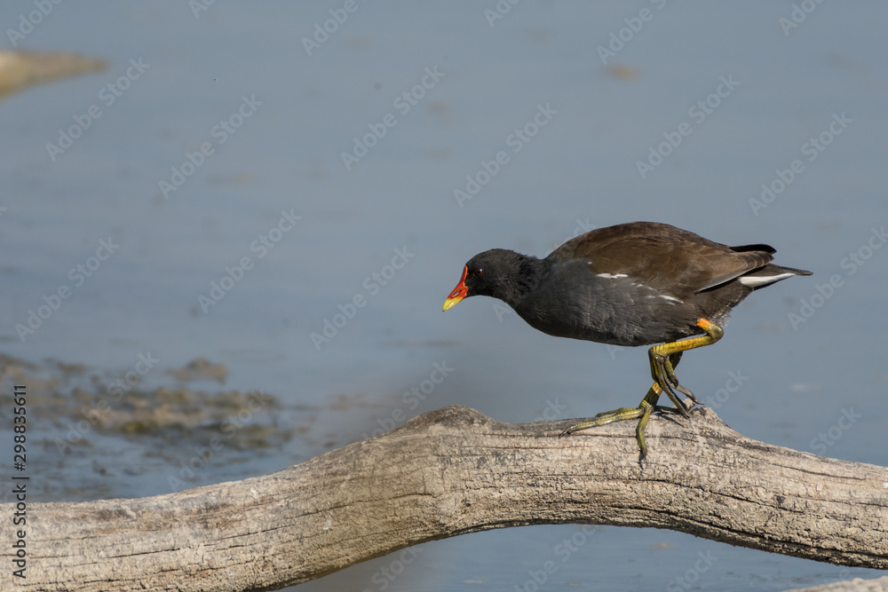 A common little chicken on a branch in a lake A common little chicken on a branch in a lake