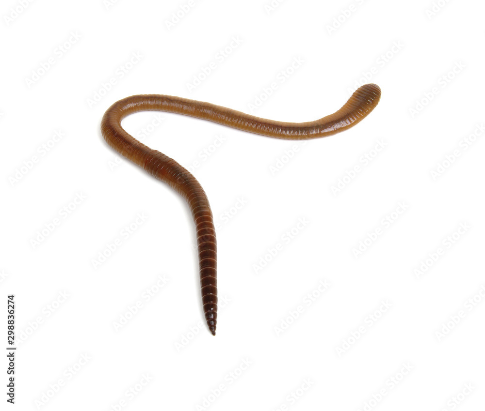 animal earth worm isolated on white animal earth worm isolated on white