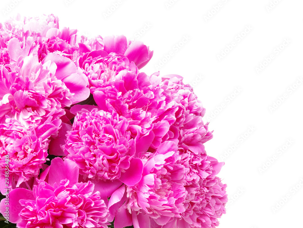 Pink peony isolated on white