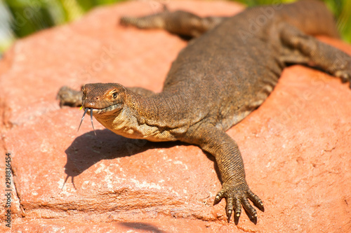 Mertens Water Monitor photo