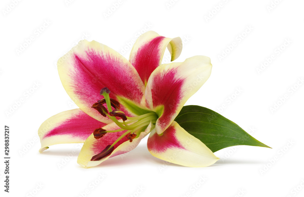 lily flower isolated on white lily flower isolated on white