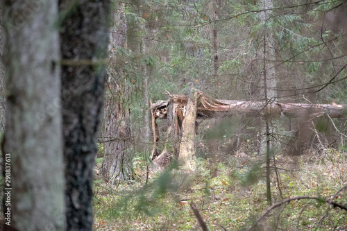 Fototapeta Naklejka Na Ścianę i Meble -  powalone drzewo