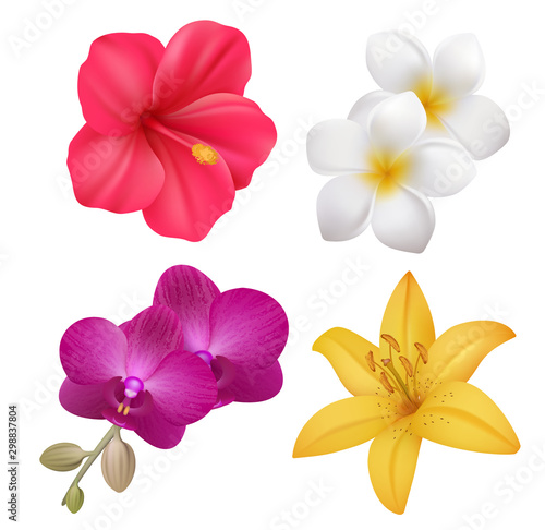 Tropical flowers. Exotic nature plants floral realistic collection of polynesian vector flowers. Illustration exotic flowers  floral plant tropical