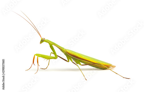 Wallpaper Mural Mantis isolated on a white Torontodigital.ca