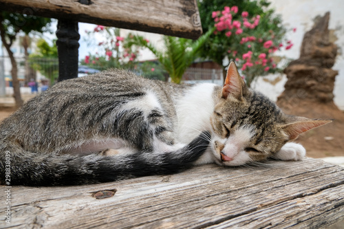 A street cat is resting on a bench. Animals on the streets in Tunisia.