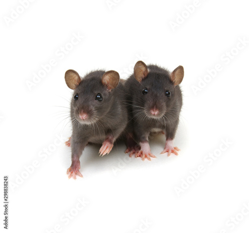 two little rats on white