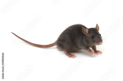 Black rat isolated on white