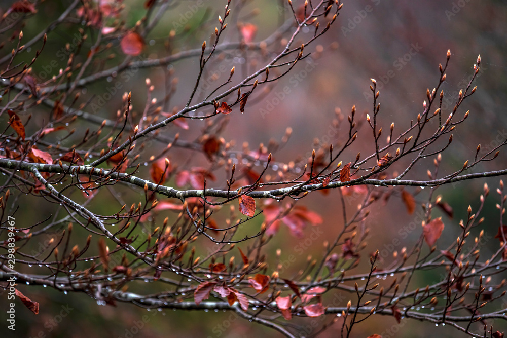 Rain droplets on tree branches Rain droplets on tree branches
