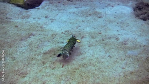 Peacock Mantis Shrimp, Odontodactylus Scyllarus, Philippines