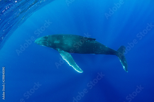 Humpback whale in Kingdom of Tonga © Krzysztof Bargiel