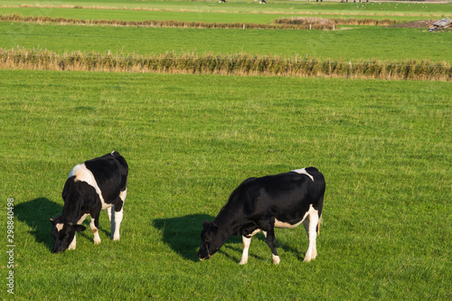 Schwarz-weiß gefleckte Kühe auf der Weide