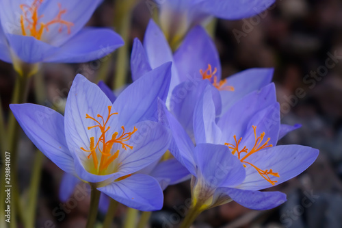 Crocus speciosus Conqueror Gruppe