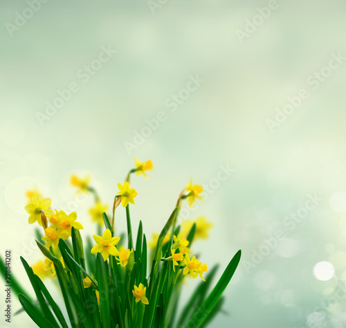 Yellow daffodil flowers © neirfy