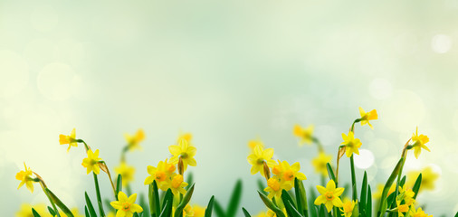 Yellow daffodil flowers
