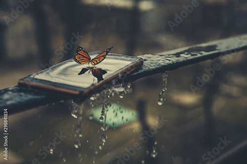 dragonfly in flight © Roman