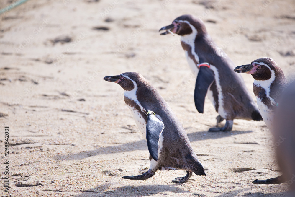 Fototapeta premium ペンギン