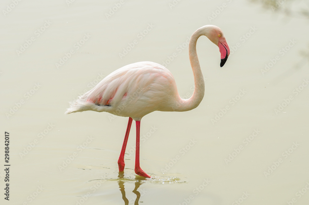 greater flamingo isolated in a lagoon