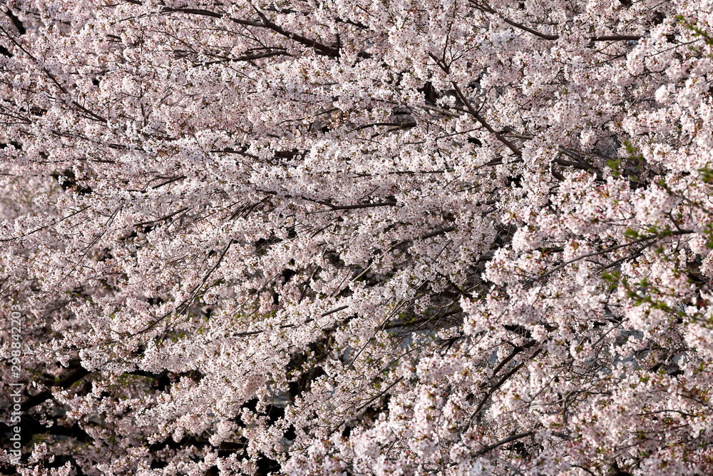桜 桜