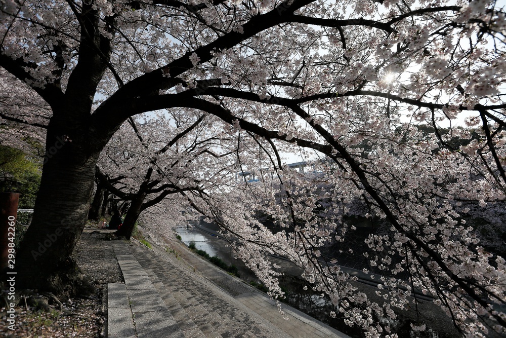 桜 桜