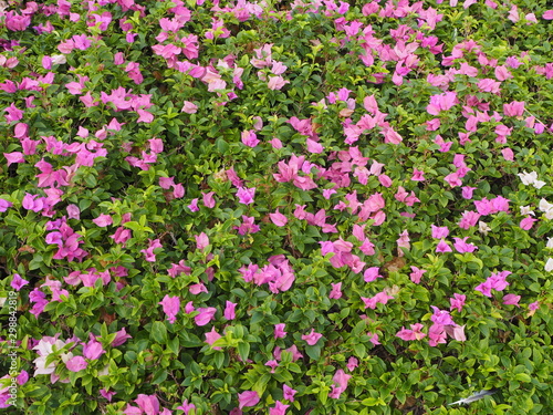 Pink Bougainvillea Flowers with Green Leaves Background