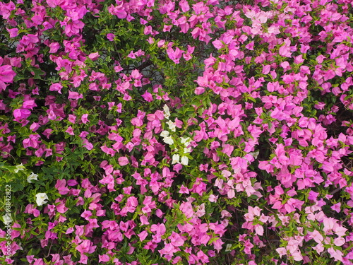 Pink Bougainvillea Flowers with Green Leaves Background
