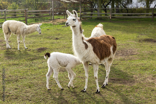 A large brown llama feeds milk to a small white llama. Meadow on a llamas breeding farm. © sheris9
