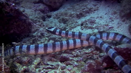 Banded sea snake, Laticauda colubrina on a coral reef in  Philippines