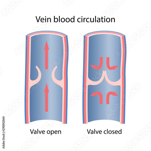 Diagram of venous circulation: open and closed venous valves. Longitudinal section of vein. Vector illustration in flat style.