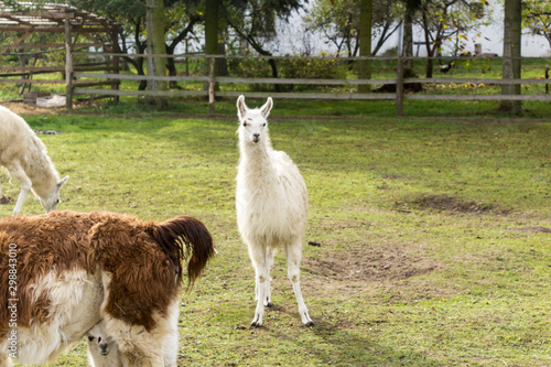 A large brown llama and a white llama. Meadow on a llamas breeding farm.