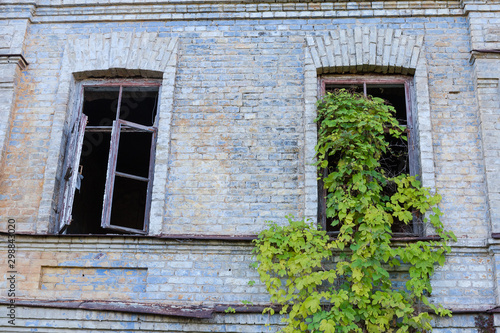 Fragment of abandoned building with climbing plants on a window photo