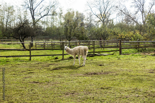 White llama grazes on the green grass. A wooden fence encloses a meadow. Llama breeding farm.