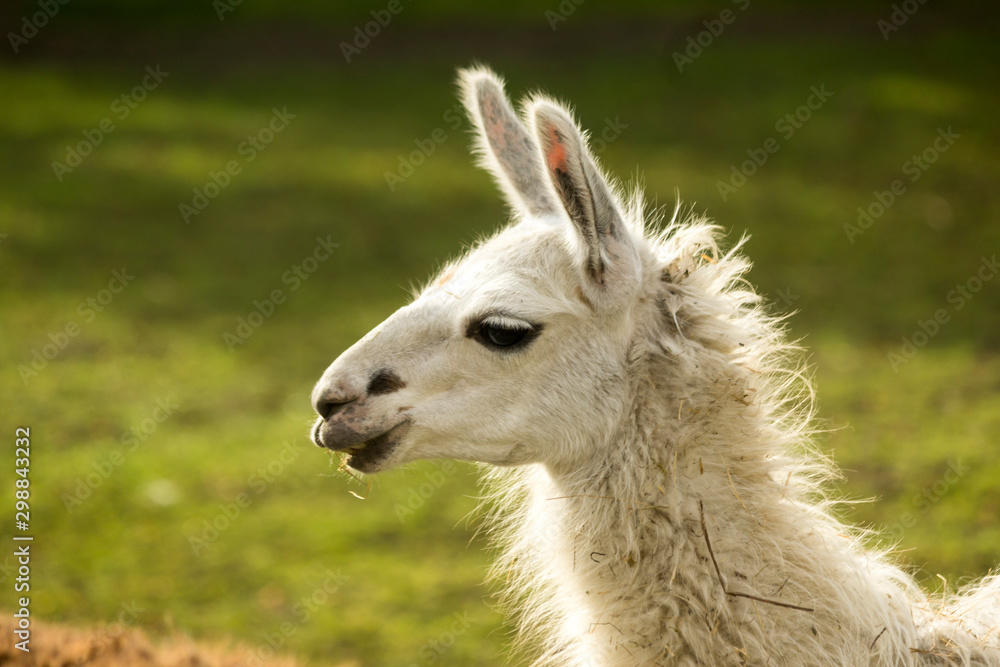 Portrait of a white llama. Side view . Close up. Morning at the llama breeding farm.