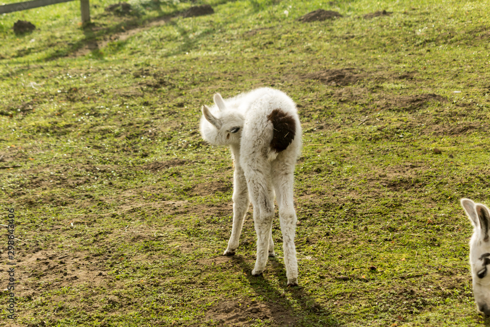 Fototapeta premium Little white llama grazes in the meadow. Back view. Morning at the llama breeding farm.
