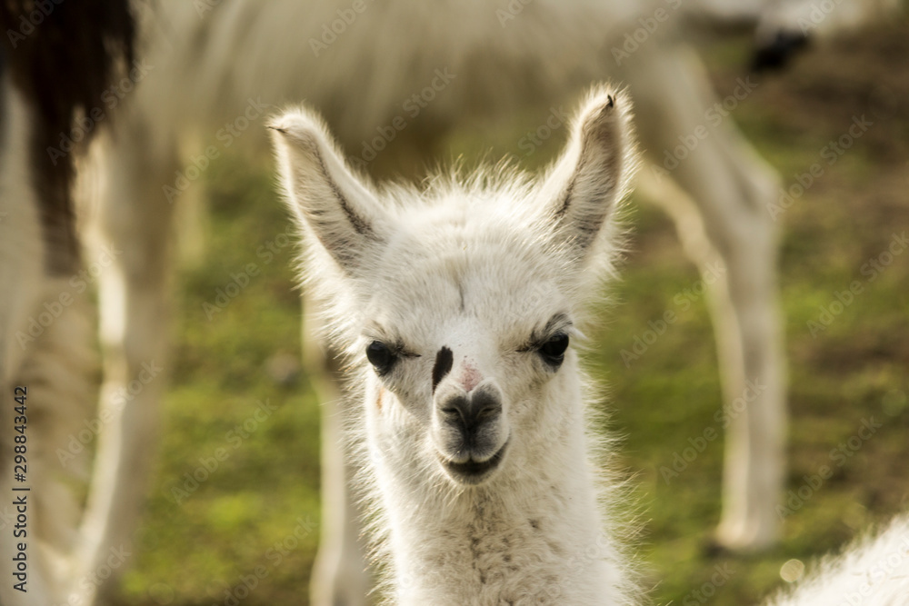 Obraz premium Portrait of a little white llama with a black spot on his nose.Front wiew. Close-up. Morning at the llama breeding farm.