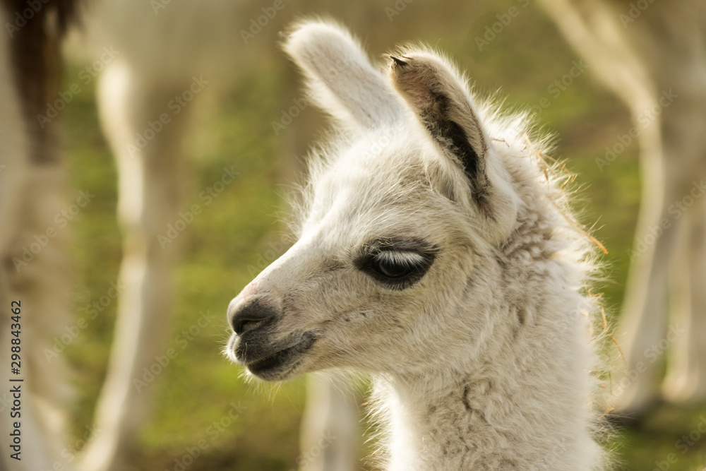 Portrait of a little white llama with a black spot on his nose . Side wiew.  Close-up. Morning at the llama breeding farm.