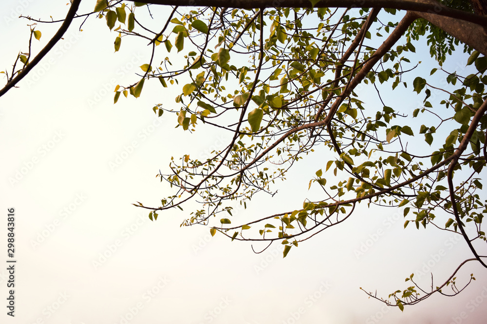 Soft focus, silhouette  images of the corner beneath the Bodhi tree in the evening atmosphere