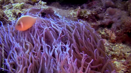 Pink Skunk Clownfish, Amphiprion perideraion, Philippines