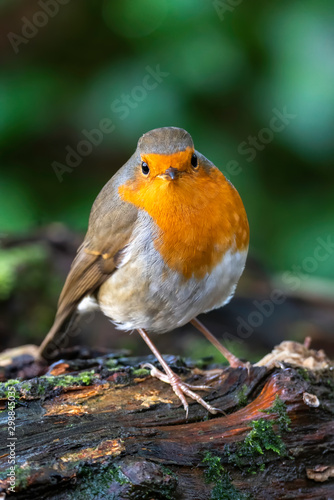 Robin redbreast ( Erithacus rubecula) bird a British garden songbird with a red or orange breast often found on Christmas cards © Tony Baggett
