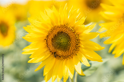 Fototapeta Naklejka Na Ścianę i Meble -  sunflower in field