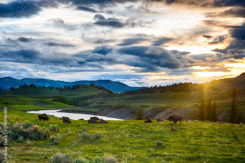 Buffaloes in Yellowstone national park in USA photo