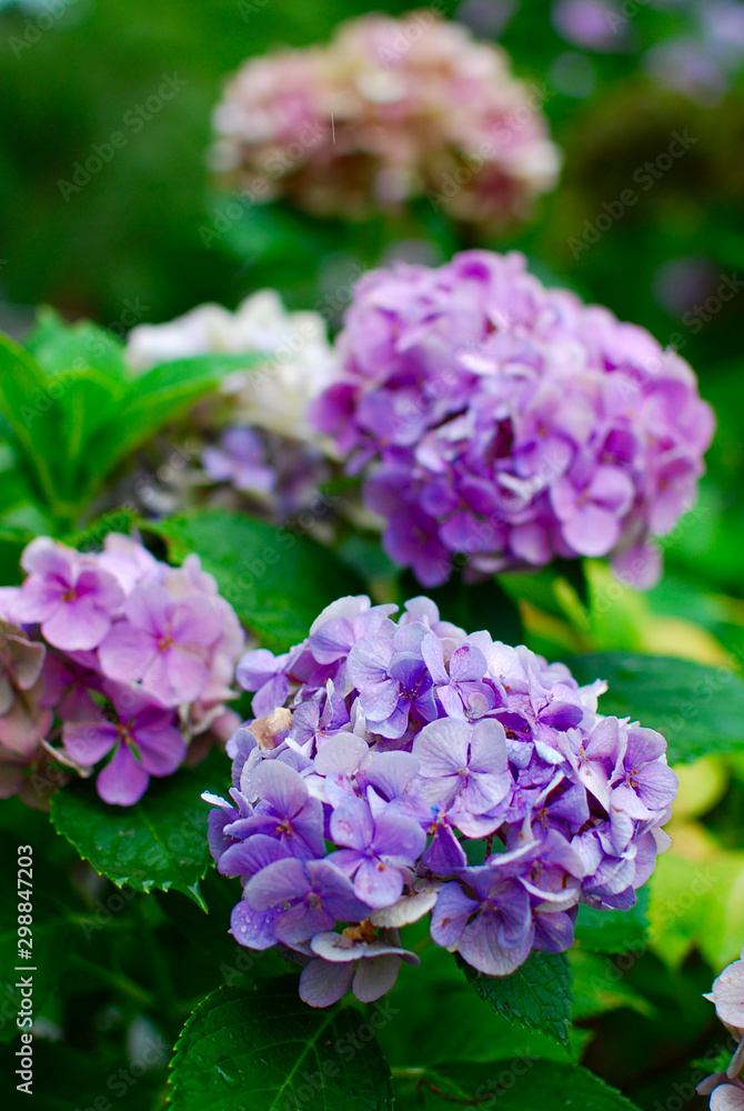 pink and purple hydrangea, or ajisai flower, blooming in rainy season in japan pink and purple hydrangea, or ajisai flower, blooming in rainy season in japan