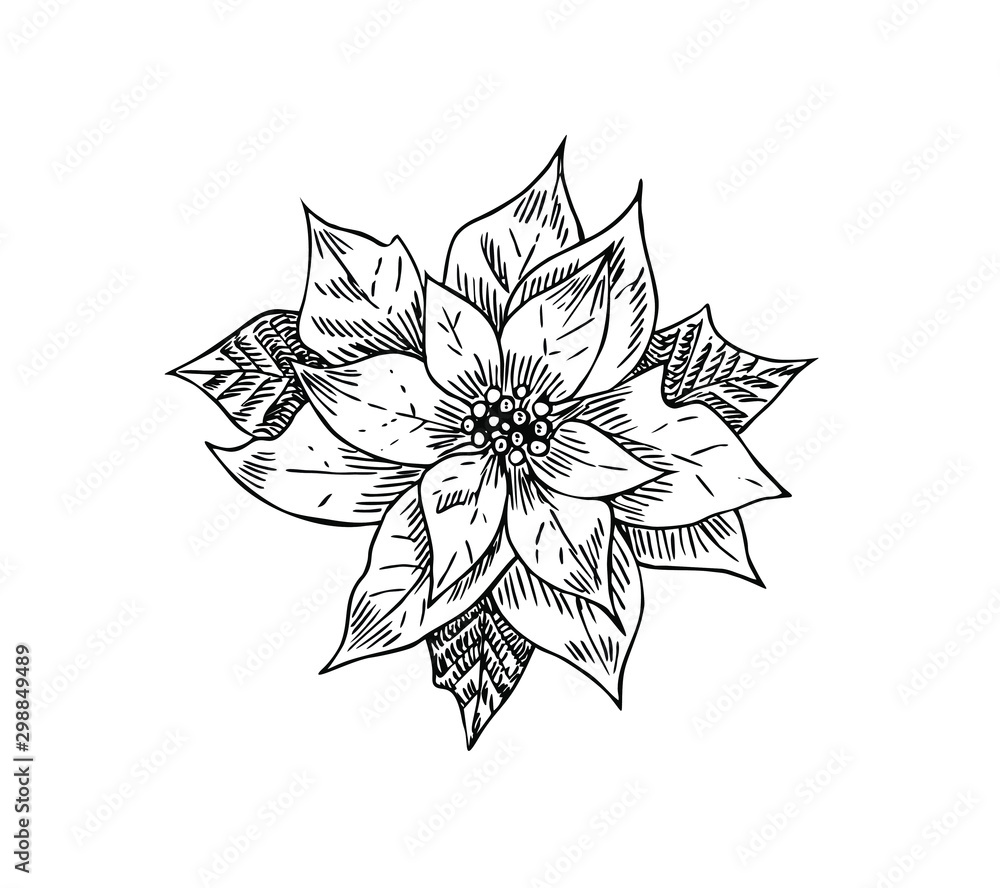 Christmas star flower. Plant decoration. Line art style.