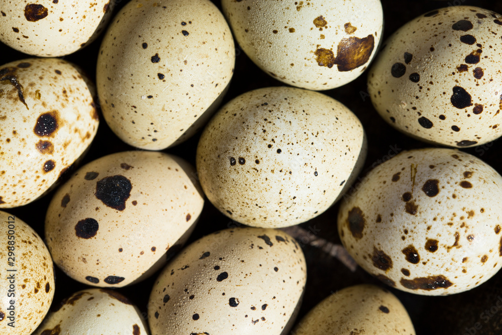 Quail eggs are considered a delicacy in many parts of the world. Quail eggs are considered a delicacy in many parts of the world.