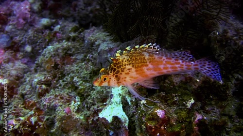 Spotted hawkfish,Cirrhitichthys Aprons On A Coral Reef, Philippines