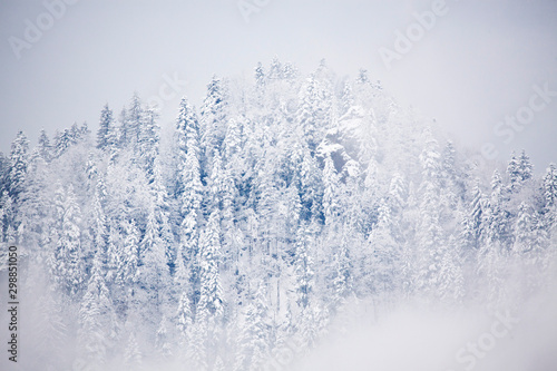 snowy fir trees in fog - winter in the mountains