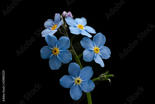 Close up of light blue forget me not flowers on black
