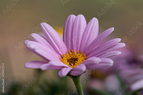 Close up of one single pink daisy flower