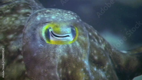 Close Up Of Eye On Cuttlefish, Sepiida, Philippines