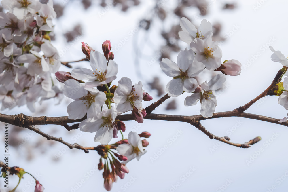 cherry blossom in spring cherry blossom in spring