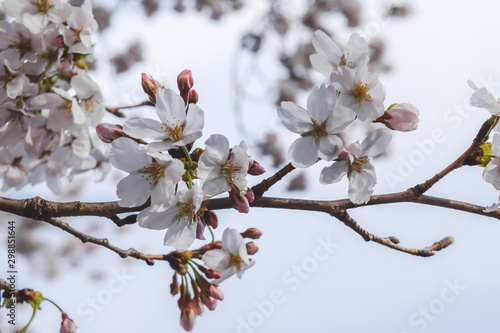 cherry blossom in spring © Katherine